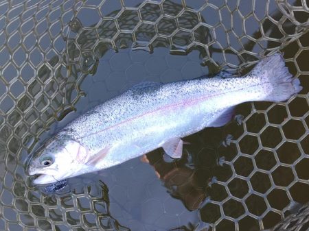 大安トラウトレイク釣果